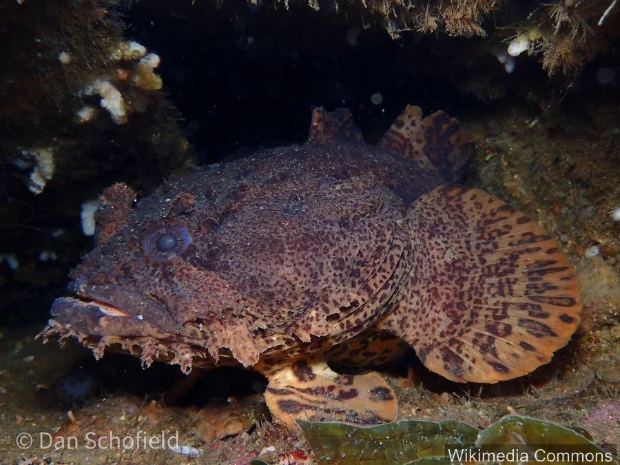 蟾鱼（Toadfish）的真实照片