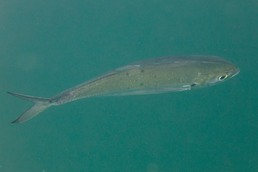鲹鱼（Trevally）的真实照片
