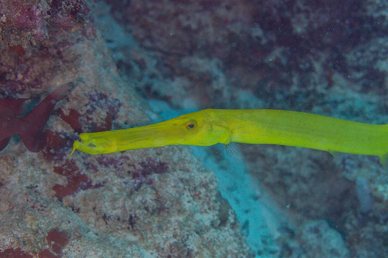 管口鱼（Trumpetfish）的真实照片