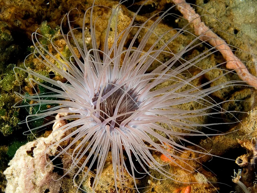 管海葵（Tube-dwelling Anemone）的真实照片