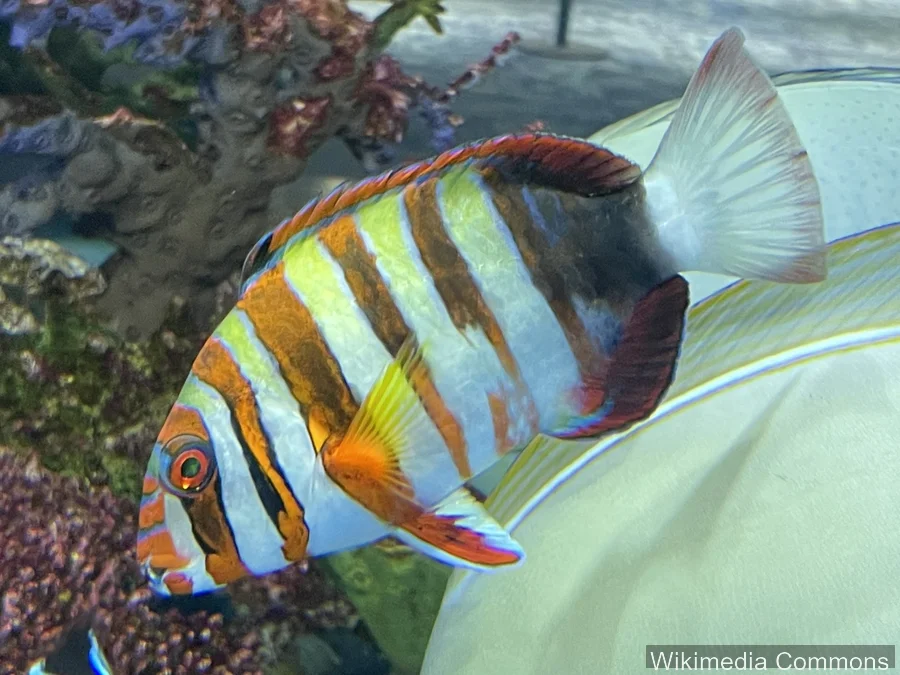 猪齿鱼（Tuskfish）的真实照片