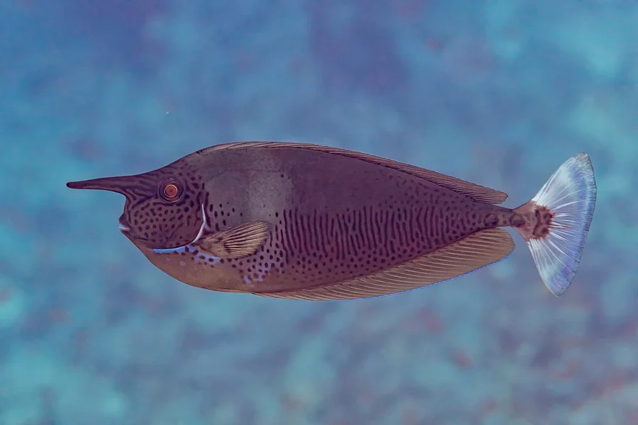 独角鱼（Unicornfish）的真实照片