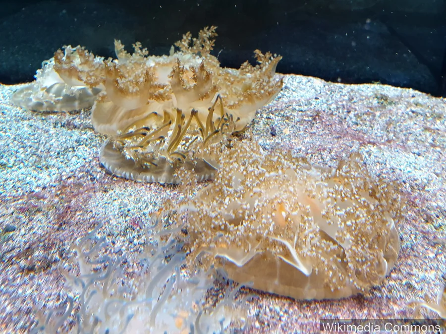 倒置水母（Upside-down Jellyfish）的真实照片