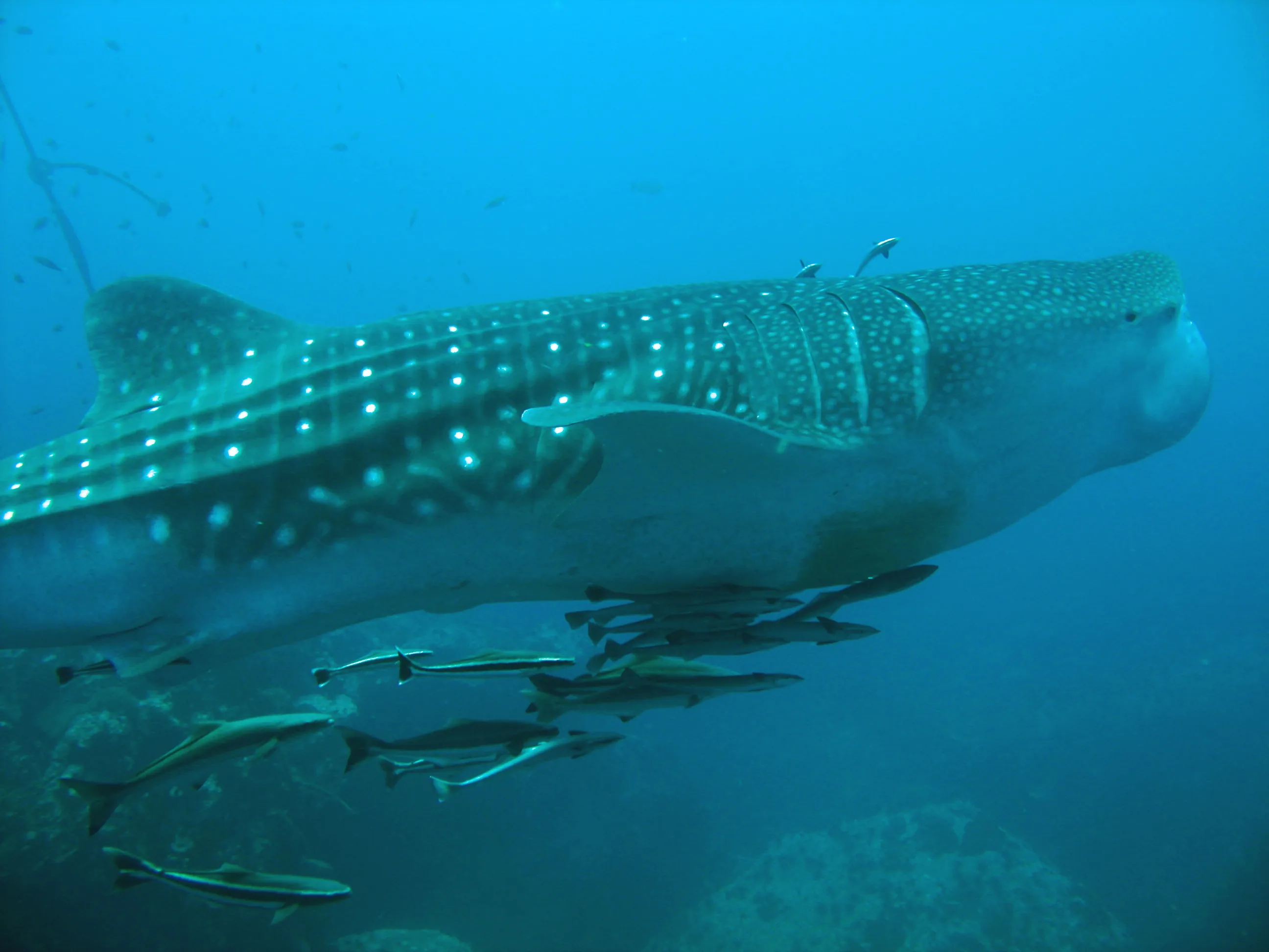 鲸鲨（Whale Shark）的真实照片