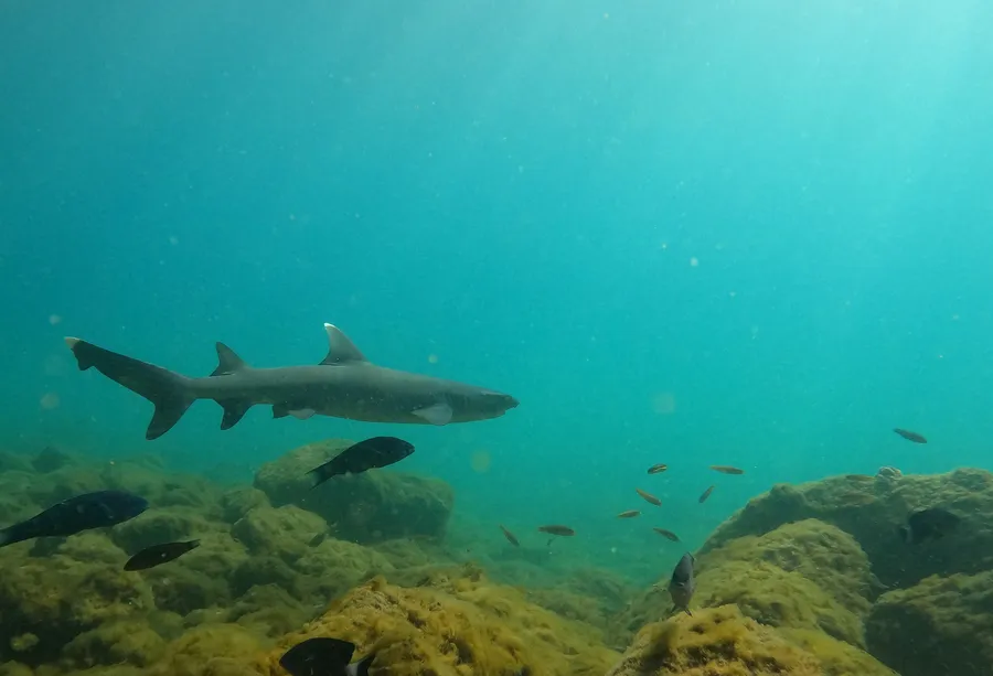 白鳍礁鲨（Whitetip Reef Shark）的真实照片