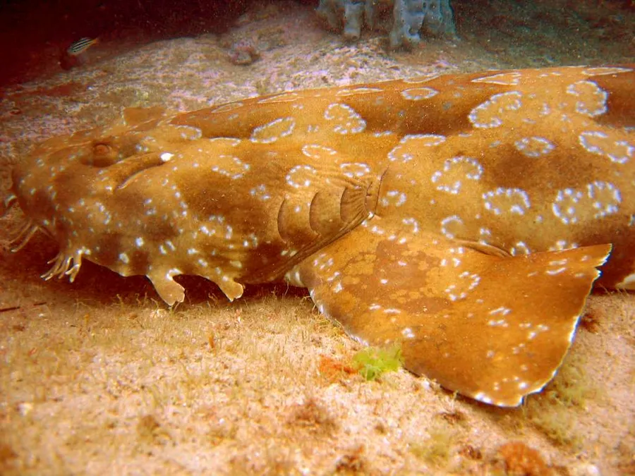 须鲨（Wobbegong）的真实照片