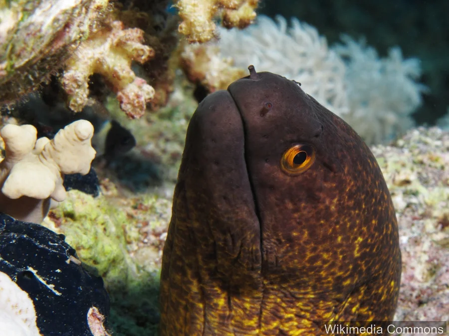 黄边裸胸鳝（Yellow-margin Moray）的真实照片