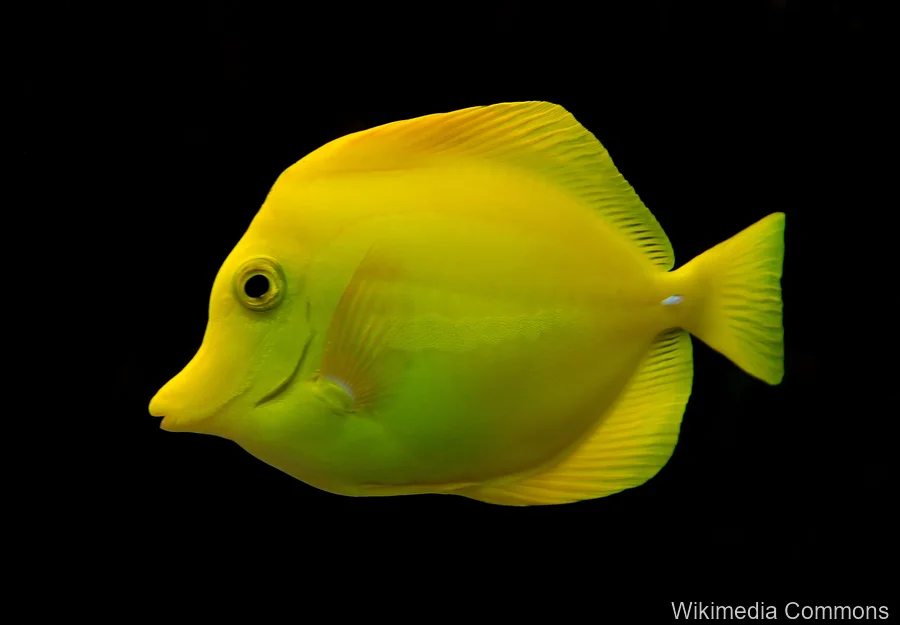 黄刺尾鱼（Yellow Tang）的真实照片