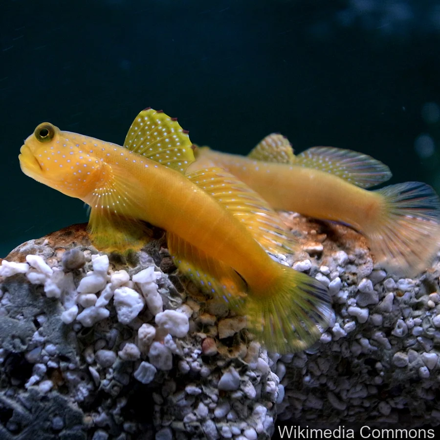 黄守望虾虎鱼（Yellow Watchman Goby）的真实照片