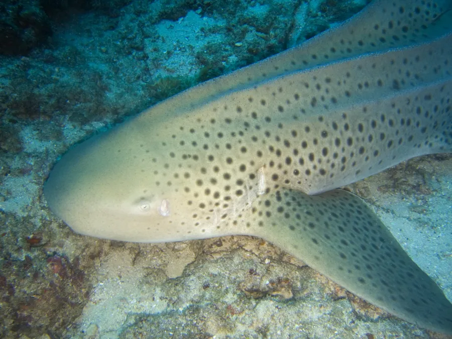 斑马鲨（Zebra Shark）的真实照片
