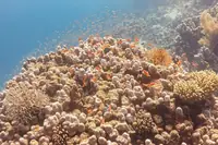 拟花鲈