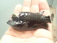 管眼鱼