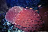 桶海绵