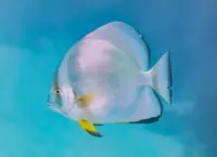 燕鱼