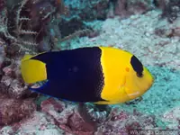 双色神仙鱼