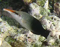 鸟嘴隆头鱼