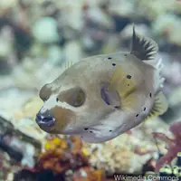 黑斑河豚