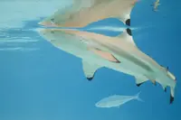 黑鳍礁鲨