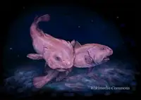 水滴鱼