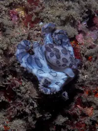 蓝环章鱼