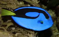 蓝吊
