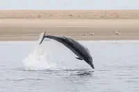 宽吻海豚