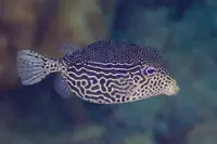 箱鲀