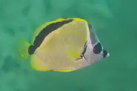 蝴蝶鱼