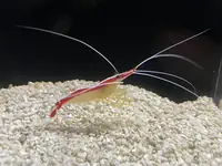 清洁虾