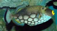 小丑炮弹