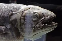 腔棘鱼