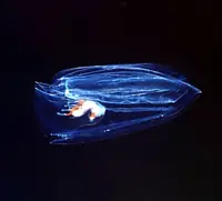 栉水母