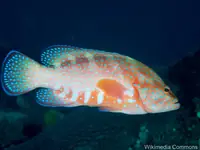 珊瑚石斑