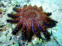 棘冠海星