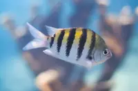 雀鲷