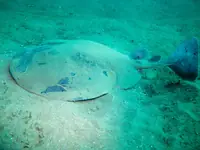 电鳐