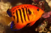 火焰神仙鱼