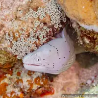 网纹裸胸鳝