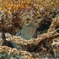 巨型裸胸鳝