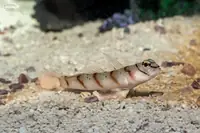 虾虎鱼