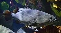石斑鱼