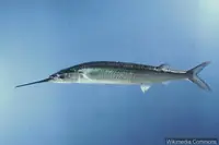 鱵鱼