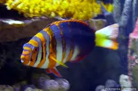 小丑獠牙鱼
