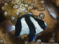 三间雀鲷