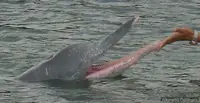 中华白海豚