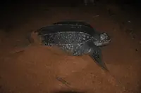 棱皮龟