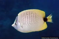 柠檬蝴蝶鱼