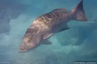 豹纹石斑鱼