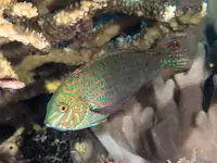 豹纹隆头鱼