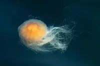 狮鬃水母